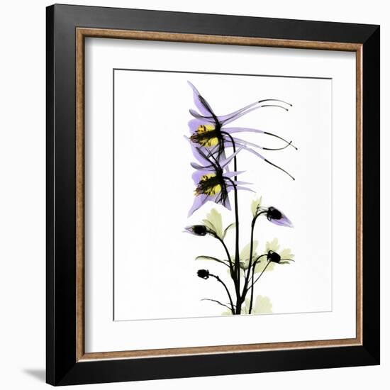 Columbine Square 1-Albert Koetsier-Framed Art Print