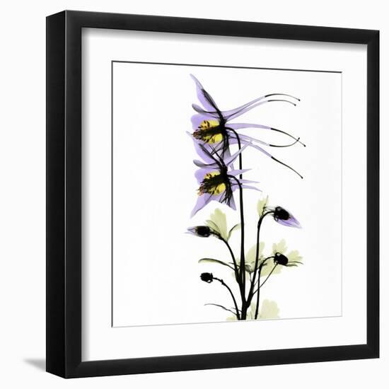 Columbine Square 1-Albert Koetsier-Framed Art Print