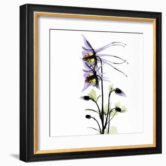 Columbine Square 1-Albert Koetsier-Framed Art Print