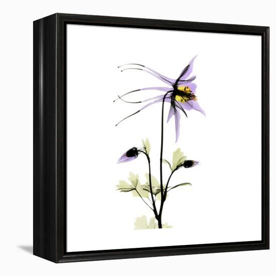 Columbine Square 2-Albert Koetsier-Framed Stretched Canvas