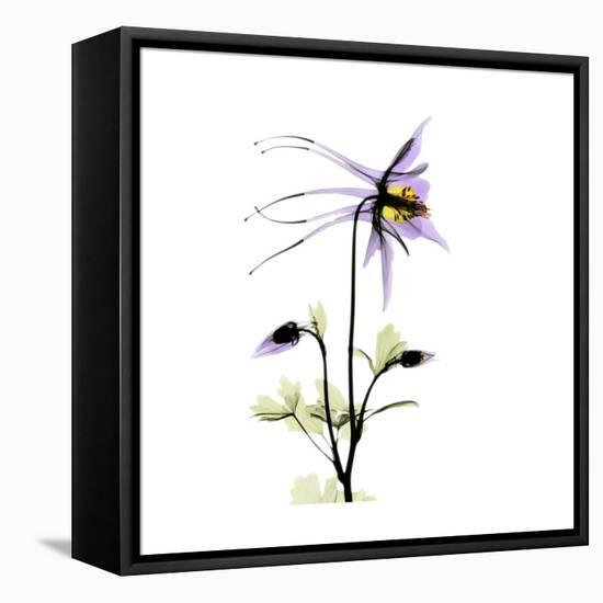 Columbine Square 2-Albert Koetsier-Framed Stretched Canvas