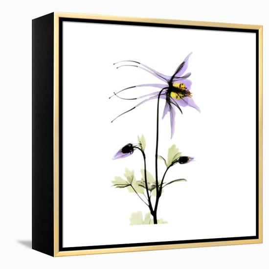 Columbine Square 2-Albert Koetsier-Framed Stretched Canvas