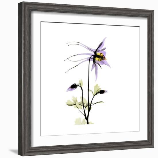 Columbine Square 2-Albert Koetsier-Framed Premium Giclee Print