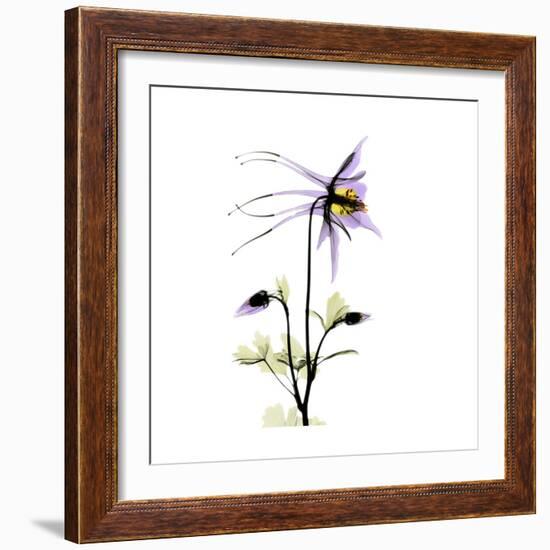 Columbine Square 2-Albert Koetsier-Framed Premium Giclee Print