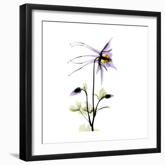 Columbine Square 2-Albert Koetsier-Framed Premium Giclee Print