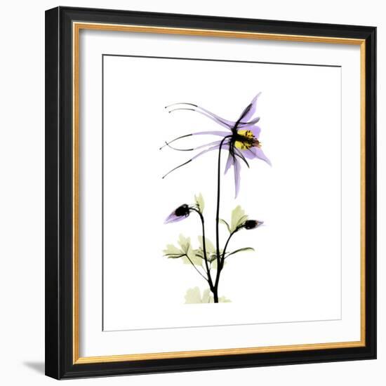 Columbine Square 2-Albert Koetsier-Framed Premium Giclee Print