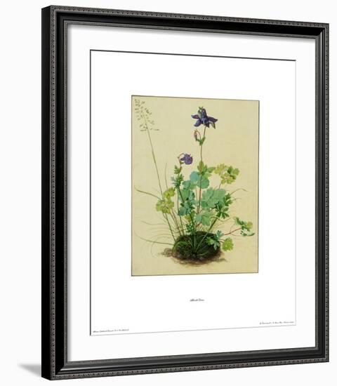 Columbine-Albrecht Dürer-Framed Collectable Print