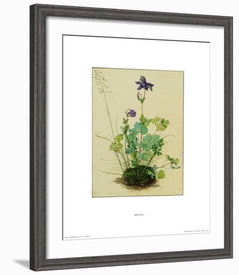 Columbine-Albrecht Dürer-Framed Collectable Print