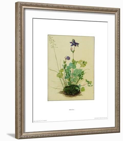 Columbine-Albrecht Dürer-Framed Collectable Print