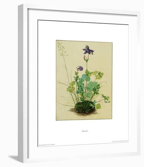 Columbine-Albrecht Dürer-Framed Collectable Print