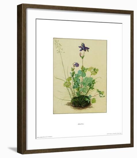 Columbine-Albrecht Dürer-Framed Collectable Print