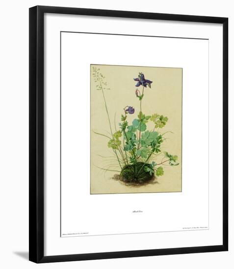 Columbine-Albrecht Dürer-Framed Collectable Print