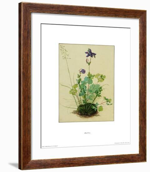 Columbine-Albrecht Dürer-Framed Collectable Print