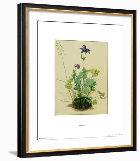 Columbine-Albrecht Dürer-Framed Collectable Print