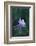 Columbine-DLILLC-Framed Photographic Print