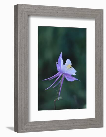 Columbine-DLILLC-Framed Photographic Print