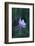 Columbine-DLILLC-Framed Photographic Print