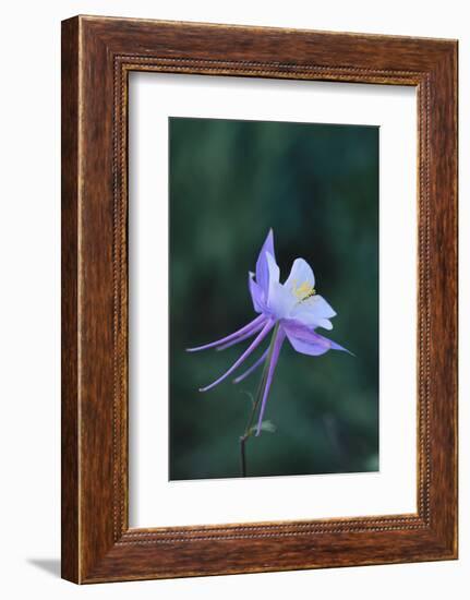 Columbine-DLILLC-Framed Photographic Print