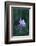 Columbine-DLILLC-Framed Photographic Print