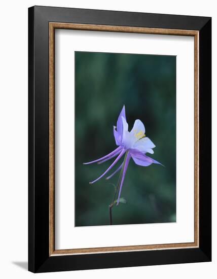 Columbine-DLILLC-Framed Photographic Print