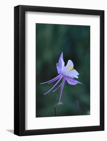 Columbine-DLILLC-Framed Photographic Print