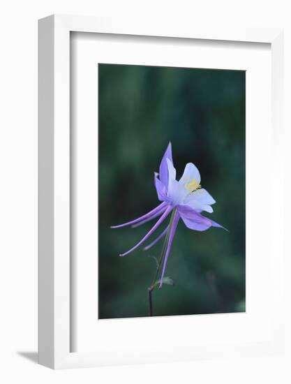 Columbine-DLILLC-Framed Photographic Print