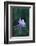 Columbine-DLILLC-Framed Photographic Print