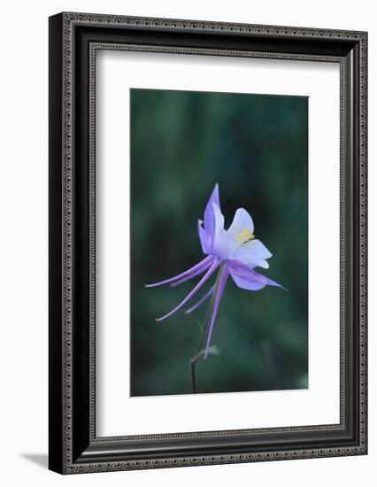 Columbine-DLILLC-Framed Photographic Print