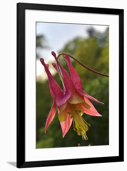 Columbine-Brenda Petrella Photography LLC-Framed Giclee Print