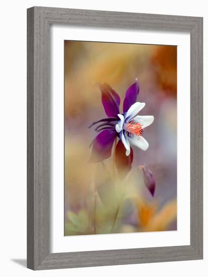 Columbine-Jacky Parker-Framed Giclee Print