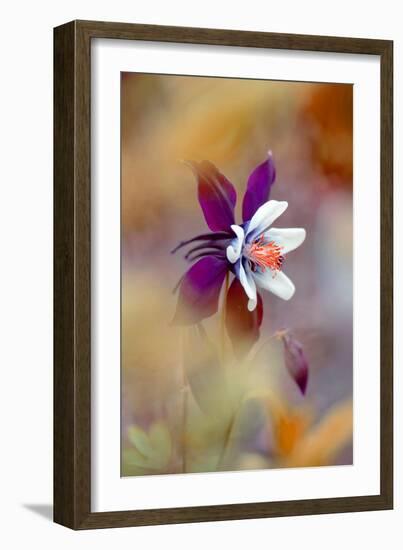 Columbine-Jacky Parker-Framed Giclee Print