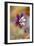 Columbine-Jacky Parker-Framed Giclee Print