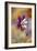 Columbine-Jacky Parker-Framed Giclee Print