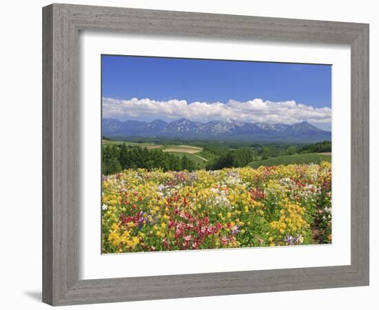 Columbines and Mt. Tokachi Range-null-Framed Photographic Print