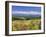 Columbines and Mt. Tokachi Range-null-Framed Photographic Print