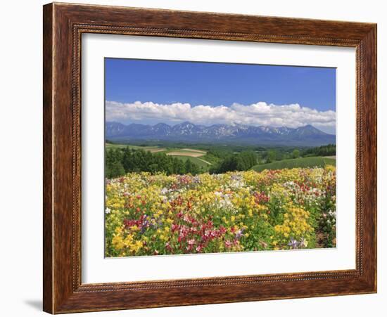 Columbines and Mt. Tokachi Range-null-Framed Photographic Print