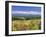 Columbines and Mt. Tokachi Range-null-Framed Photographic Print