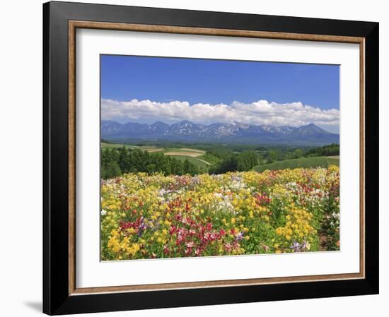 Columbines and Mt. Tokachi Range-null-Framed Photographic Print