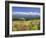 Columbines and Mt. Tokachi Range-null-Framed Photographic Print