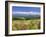 Columbines and Mt. Tokachi Range-null-Framed Photographic Print