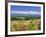 Columbines and Mt. Tokachi Range-null-Framed Photographic Print