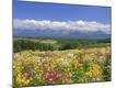 Photographic Print