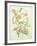 Colutea Arbordscens Media-Matilda Conyers-Framed Giclee Print