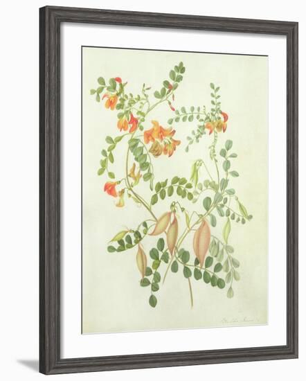 Colutea Arbordscens Media-Matilda Conyers-Framed Giclee Print