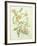 Colutea Arbordscens Media-Matilda Conyers-Framed Giclee Print