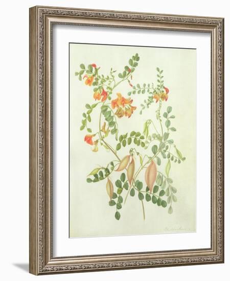 Colutea Arbordscens Media-Matilda Conyers-Framed Giclee Print