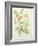 Colutea Arbordscens Media-Matilda Conyers-Framed Giclee Print