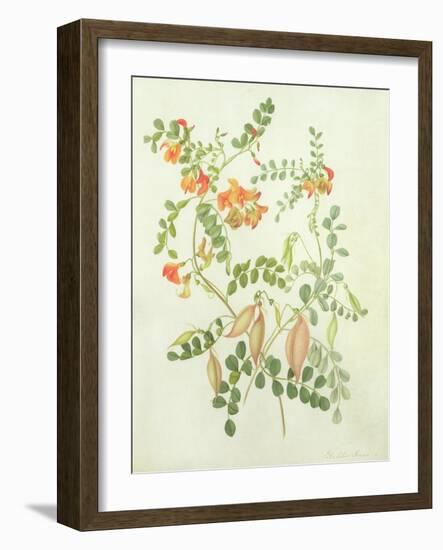 Colutea Arbordscens Media-Matilda Conyers-Framed Giclee Print