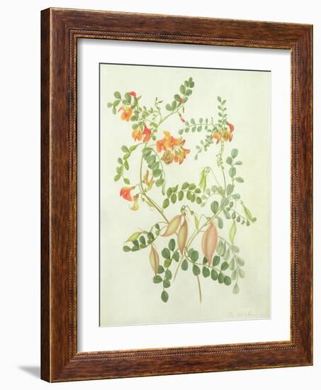 Colutea Arbordscens Media-Matilda Conyers-Framed Giclee Print