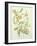 Colutea Arbordscens Media-Matilda Conyers-Framed Giclee Print